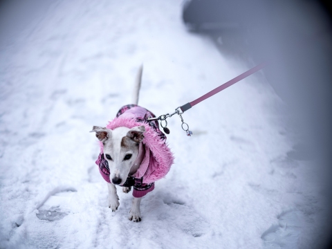 Mensen, kinderen, hond(en)